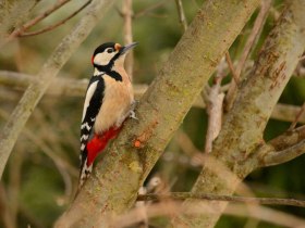 Buntspecht, &copy; Wienerwald Tourismus GmbH / G.Waiss