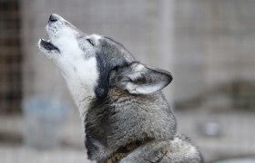 Husky Ronja, &copy; Huskyhof Waldviertel