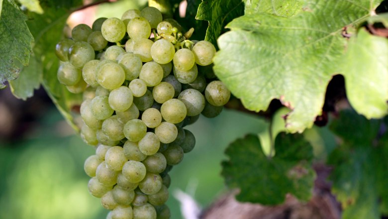 Vine with grape, &copy; Weinviertel Tourismus / Christine Wurnig