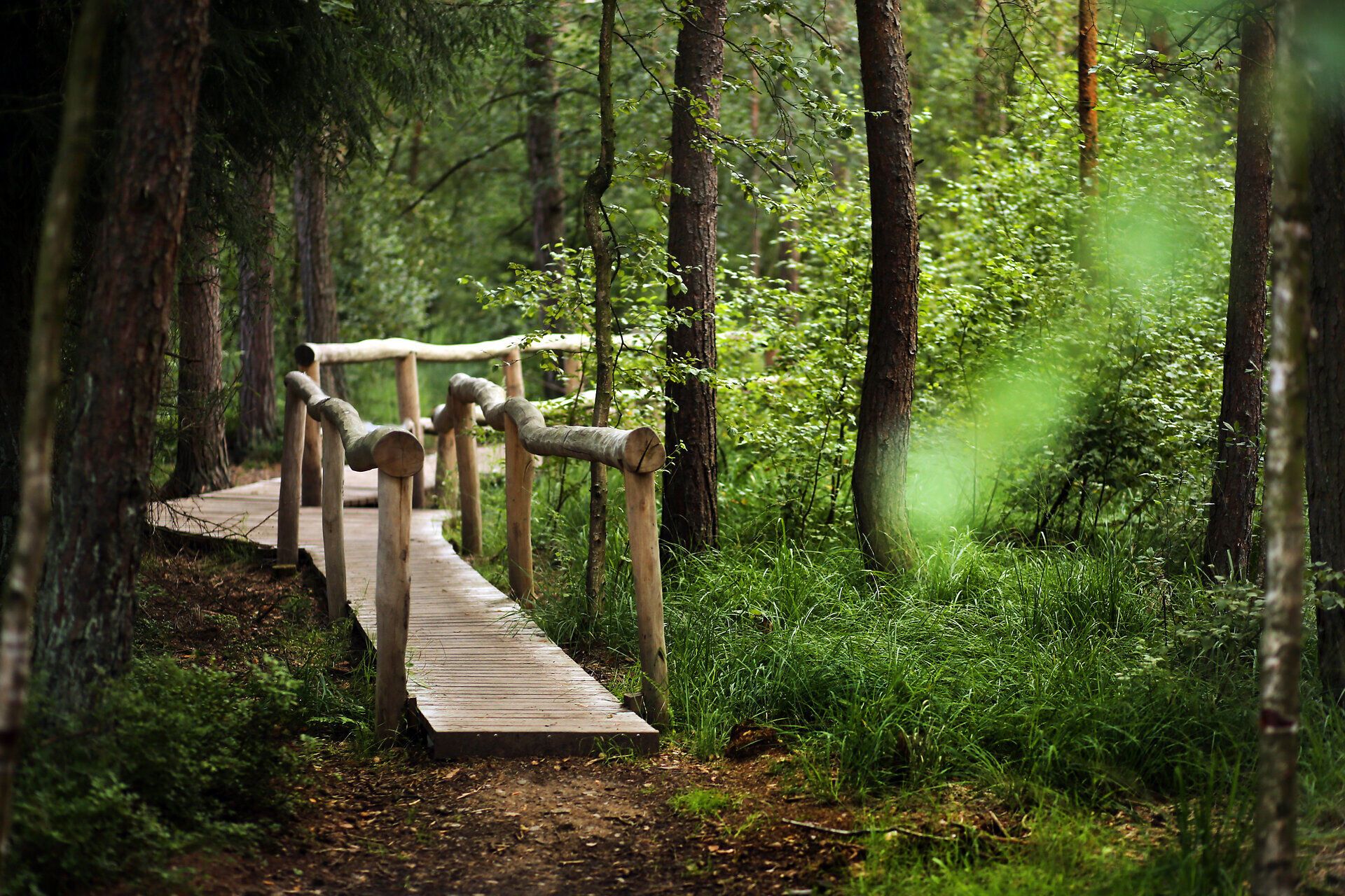 Ein malerischer Holzsteg schlängelt sich durch das üppige Grün des Naturparks, umgeben von hohen Bäumen und sanften Lichtspielen. Die frische, klare Luft lädt Wanderer ein, die Ruhe und Schönheit der Natur zu genießen. Hier, im Herzen des Heidenreichsteiner Moors, wird jeder Schritt zu einem unvergesslichen Erlebnis.