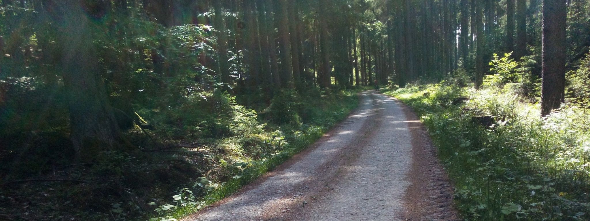 silent-forest-paths_1