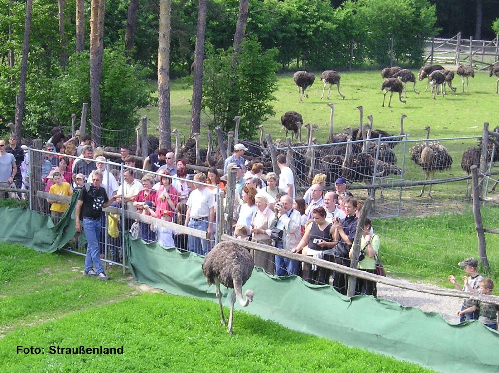 A látogatók struccokat néznek az Ostrichland Gärtnerben lévő állattartó telepen.