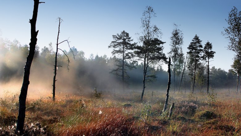 Foggy mood in the Heidenreichstein moor, © Wolfgang Dolak