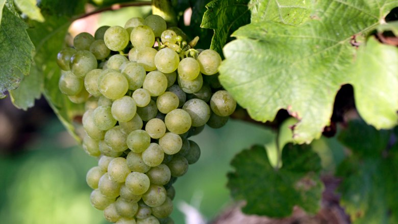 Vine with grape, &copy; Weinviertel Tourismus / Christine Wurnig