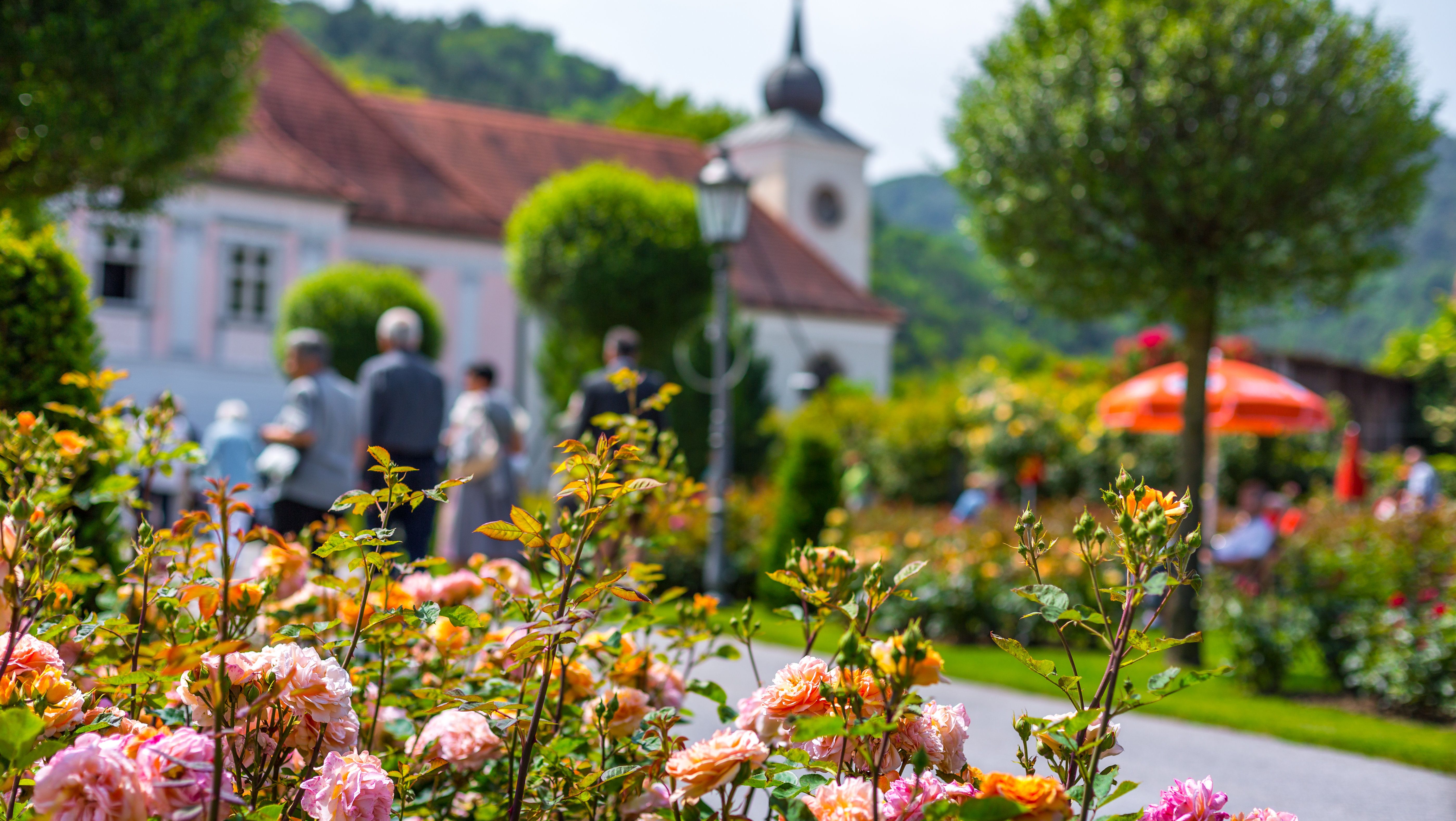 780x440_web_rosenfest-pitten(c)wieneralpen-kremsl (1)
