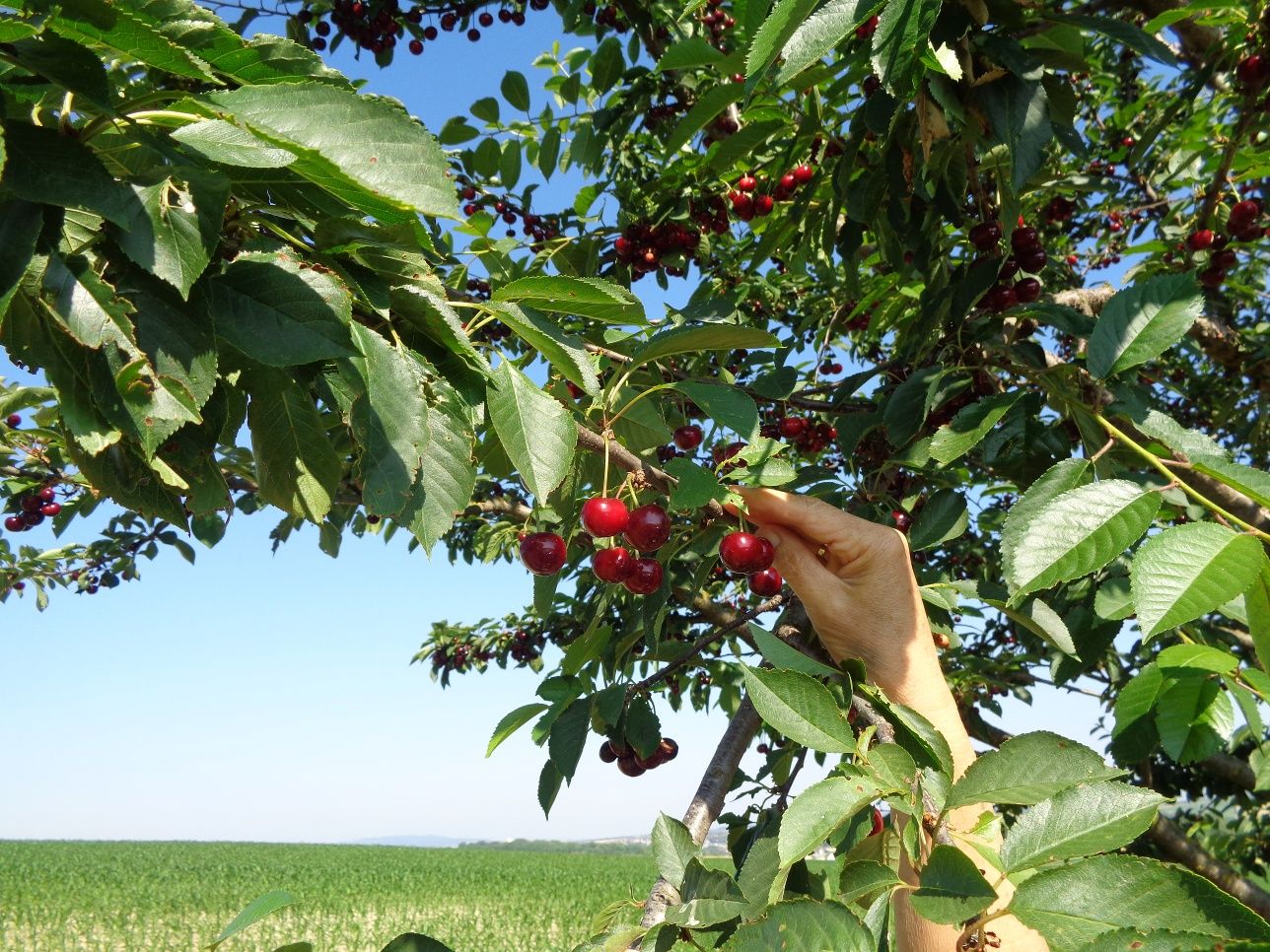 Cherry sugárút
