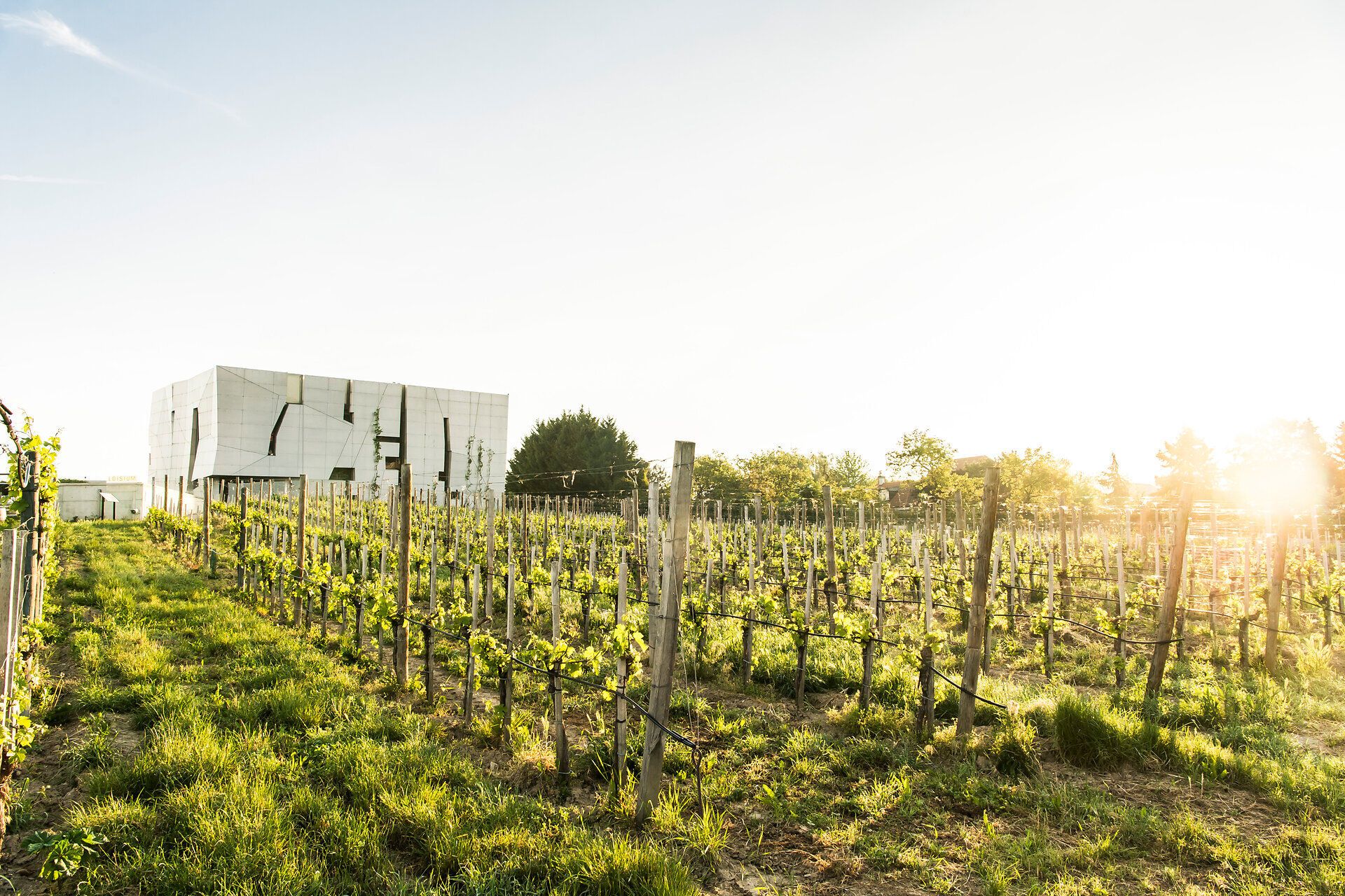 Die sanften Hügel der Weinreben erstrecken sich in der warmen Abendsonne, während das moderne Gebäude harmonisch in die malerische Landschaft integriert ist. Hier, wo Tradition auf zeitgenössisches Design trifft, können Besucher die Schönheit der Natur und die Kunst des Weinbaus erleben.