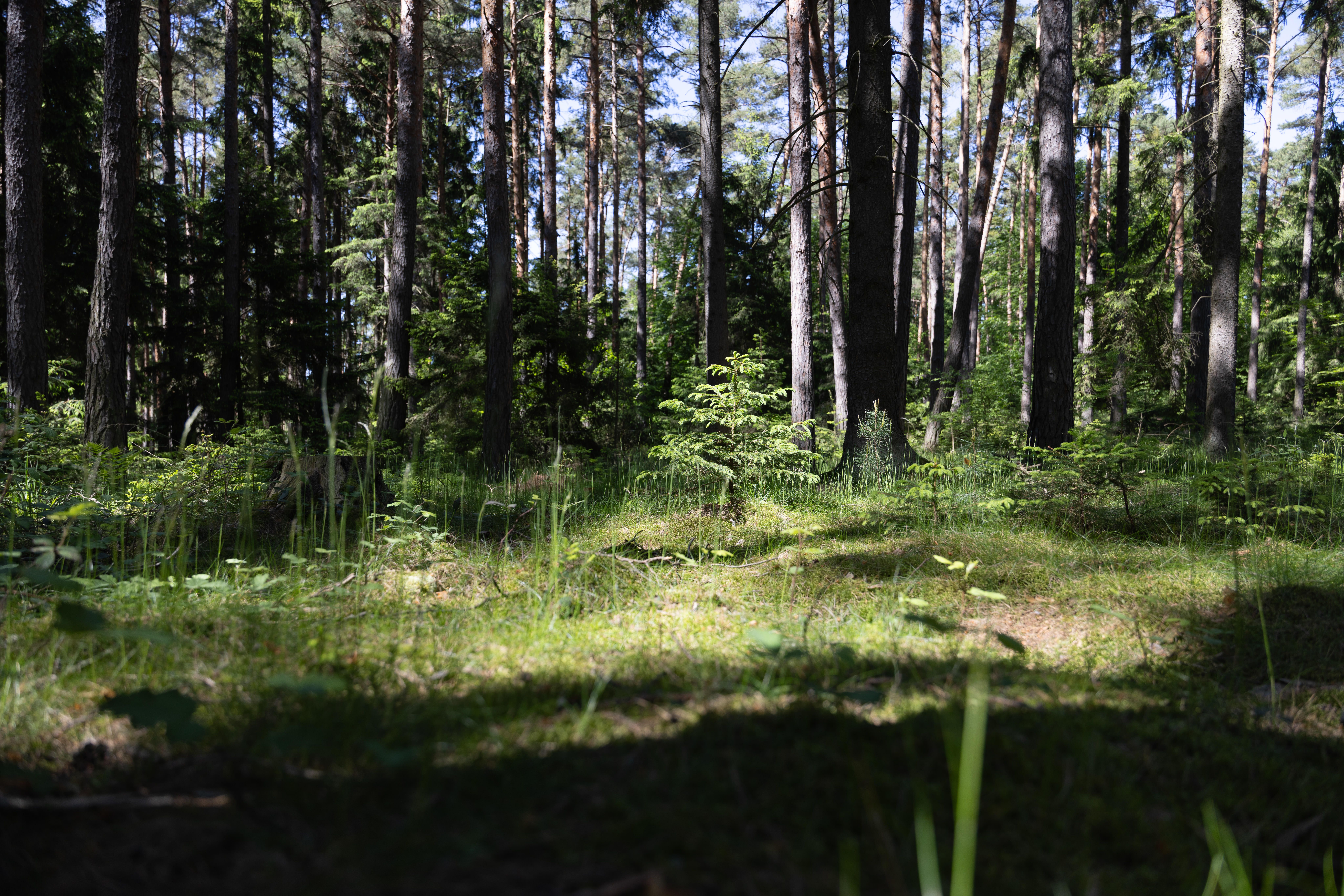 Egy napsütötte erdő magas fákkal és zöld aljnövényzettel.