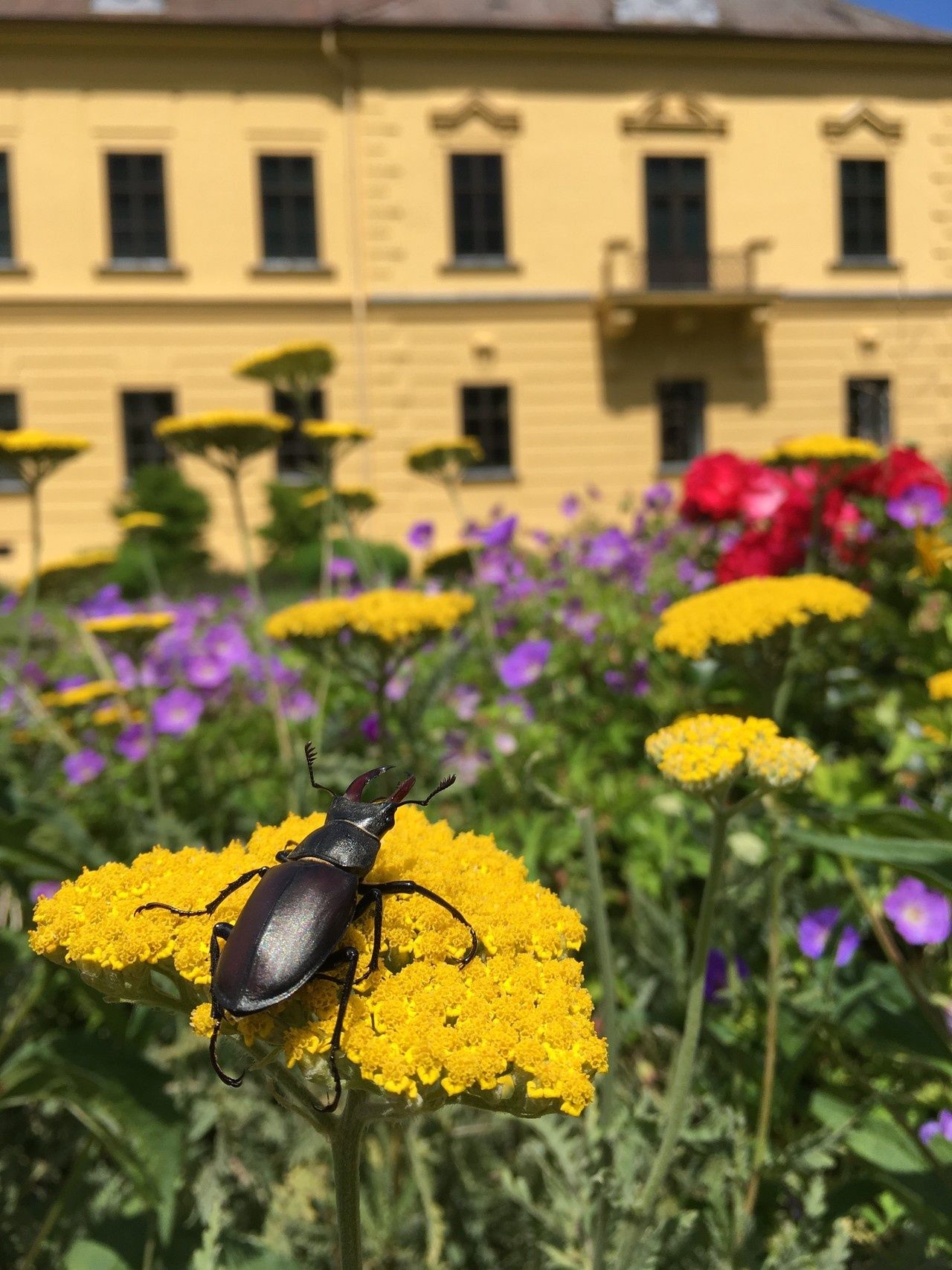 Séta Eckartsau, Eckartsau kastélyparkja
