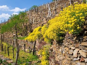 Steinterrassen mit Steinkraut/Wachauer Edelweiss, &copy; Markus Haslinger