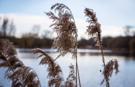 Naturseen Traismauer, &copy; Donau Nieder&ouml;sterreich - Kamptal-Wagram-Tullner Donauraum