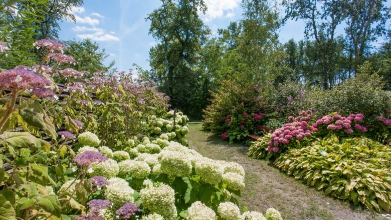Hydrangea round dance, &copy; Helmut Kail