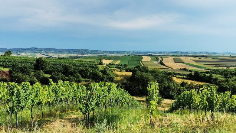 Fantastic view over the Pulkau valley and to the Czech Republic, &copy; Weinstra&szlig;e Weinviertel