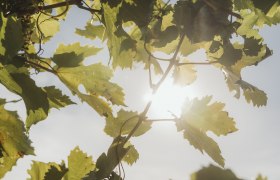 Weinlaub (c) Weinviertel Tourismus _ Sophie Menegaldo, &copy; Weinviertel Tourismus / Sophie Menegaldo