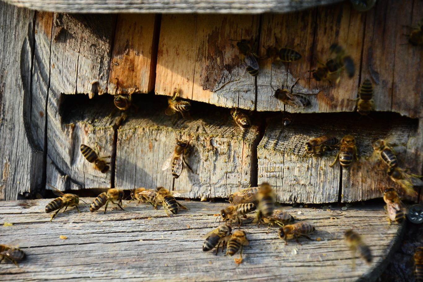 Méhek egy régi, repedezett fadeszkán.
