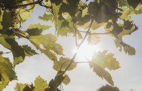 Vine leaves, &copy; Weinviertel Tourismus / Sophie Menegaldo