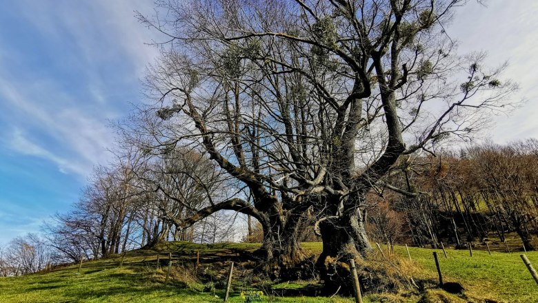 The two lime trees near Eschenau, &copy; Susanne Heil