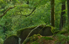 Ysperklamm natural forest, © Matthias Schickhofer