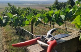 Organic farm Bauer, &copy; Bauer Biohof