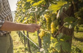 Work in the vineyard, &copy; &Ouml;sterreich Werbung