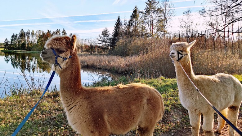 A r&oacute;ka t&oacute;n&aacute;l, &copy; Fuchsteich Alpakas