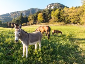 Auf dem Weg zur Waldburgangerh&uuml;tte, &copy; &copy; Wiener Alpen in N&Ouml; Tourismus GmbH, Foto: Andreas Kranzmayer