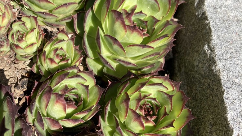 img_0040, &copy; Fr&uuml;hst&uuml;ckspension Gerstbauer