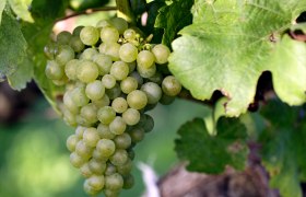 Vine with grape, &copy; Weinviertel Tourismus / Christine Wurnig
