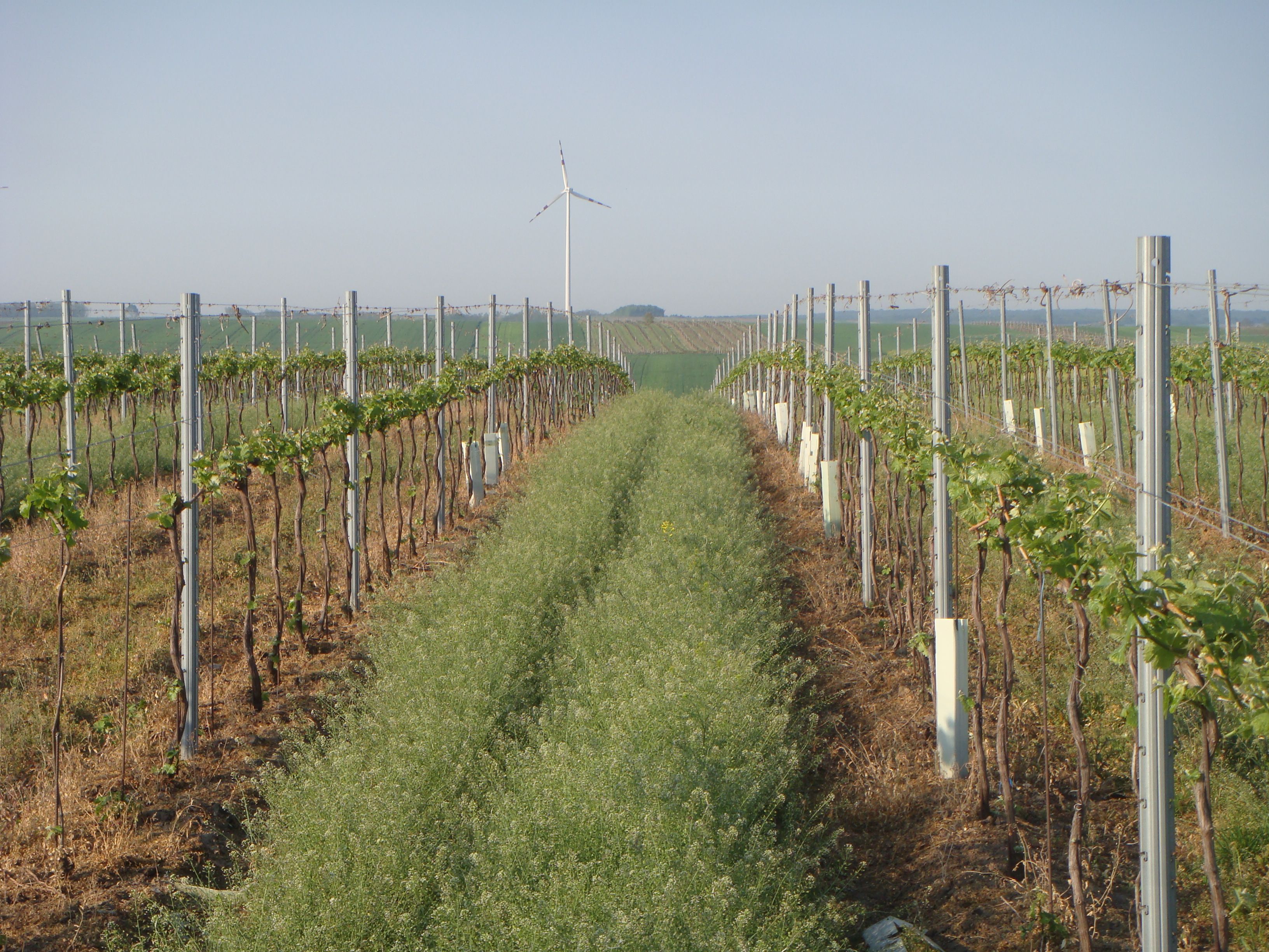 Szőlők sorban, a háttérben szélturbina.