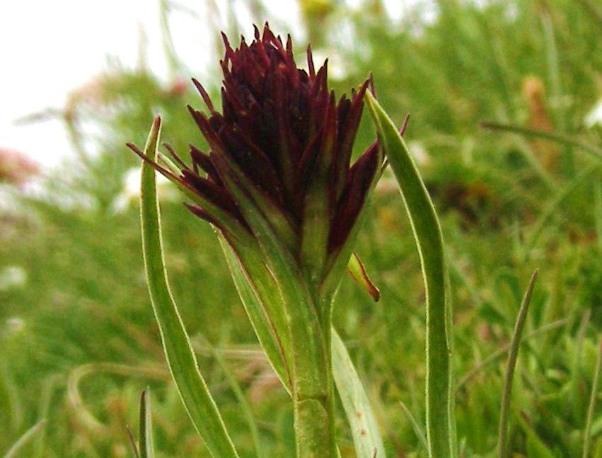 WANDERBLUME ST. AEGYD_17 – Kohlröserlweg