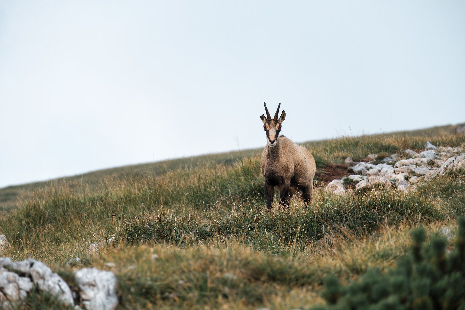In der sanften Hügellandschaft der Wiener Alpen steht eine majestätische Gams, die neugierig in die Ferne blickt. Umgeben von saftigem Grün und den schroffen Felsen der Rax, vermittelt die Szene ein Gefühl von Freiheit und unberührter Natur. Hier, wo die Berge den Himmel berühren, wird jeder Moment zum unvergesslichen Erlebnis.