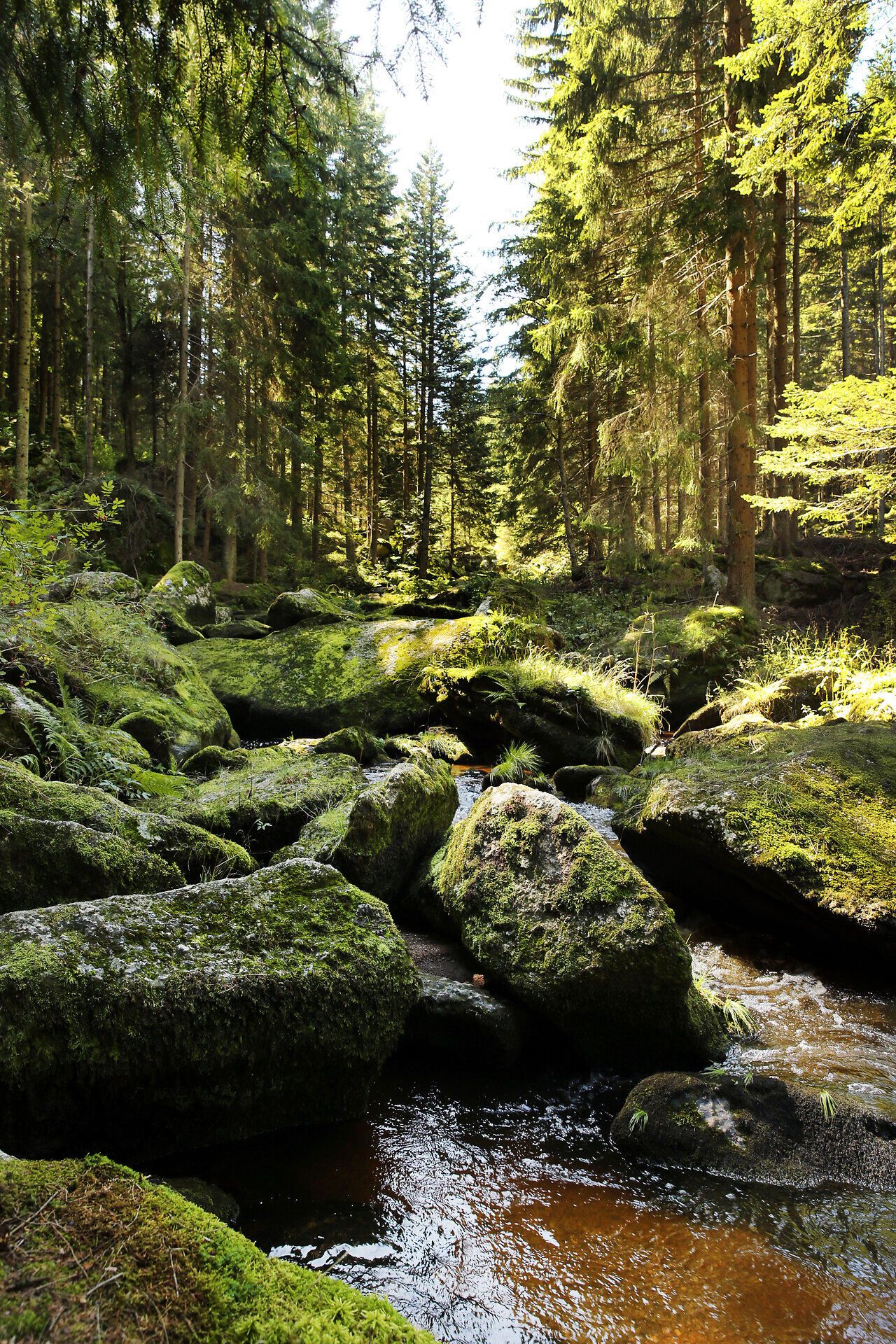 Egy szelíd patak kanyarog a buja, zöld tájban, melyet méltóságteljes tűlevelűek vesznek körül. A nap meleg sugarai áthatolnak a lombkoronán, és a fény és árnyék játékát hozzák létre, amely kiemeli e hely természetes szépségét.