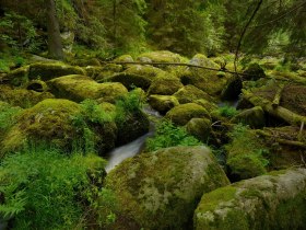 Kleine Sch&uuml;tt bei Rappottenstein, Naturerlebnis, &copy; Waldviertel Tourismus, Matthias Schickhofer