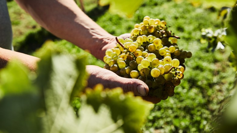 Grapes, &copy; Weinviertel Tourismus / Michael Liebert