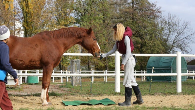 Disco Cavallo, &copy; Disco Cavallo