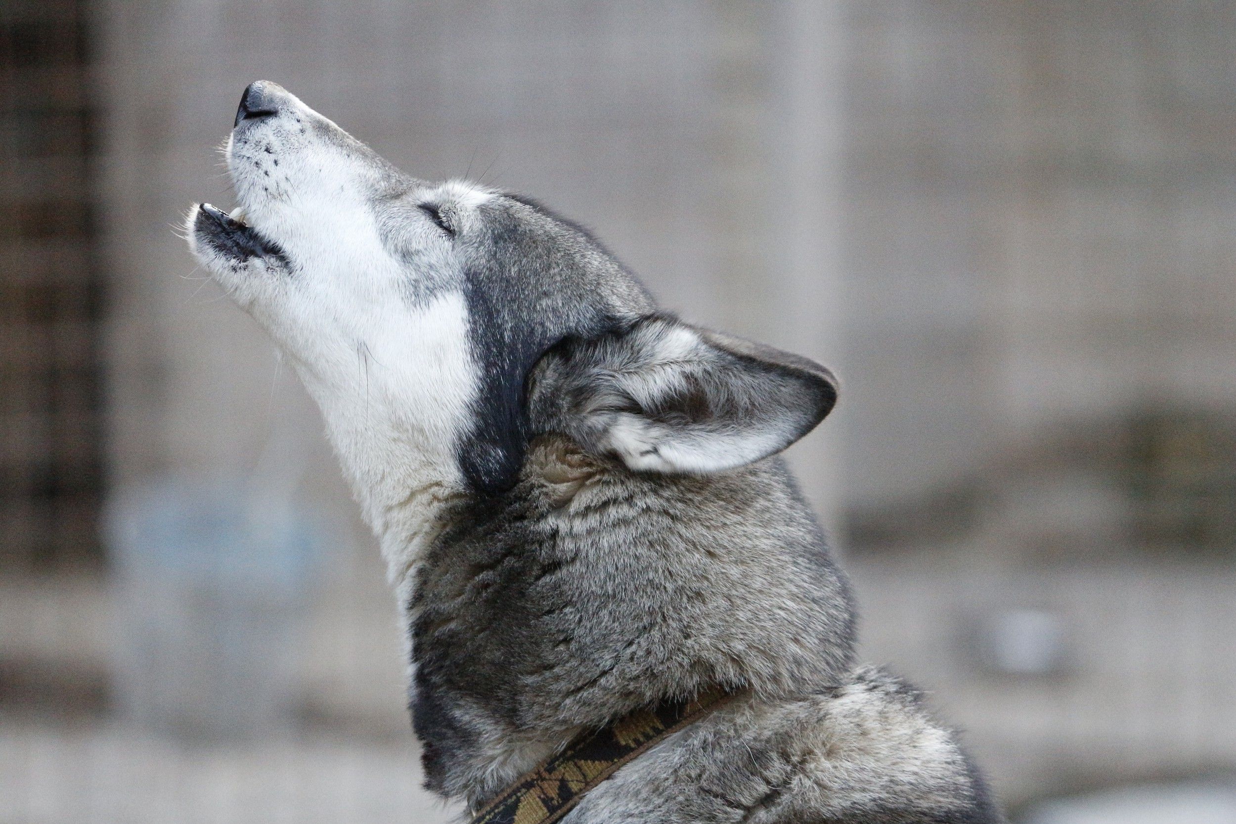 Egy szürke bundájú husky üvölt a levegőbe.