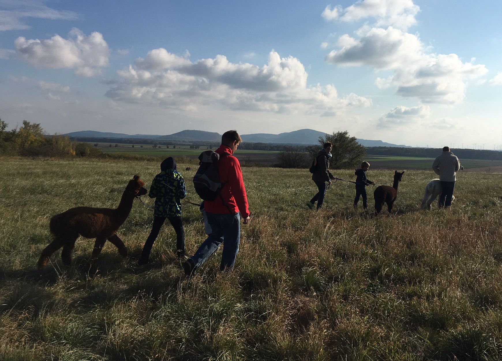 Emberek vezetnek alpakákat egy mezőn napsütéses időben.