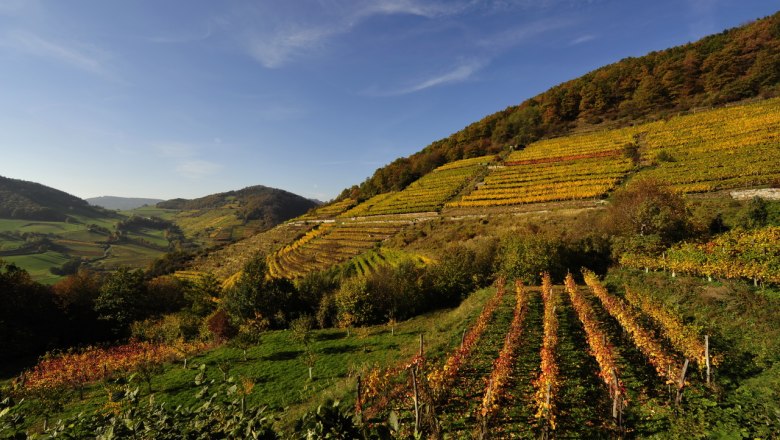 wein-wachau-herbst-usage-right-existing-c-winery-graben-gritsch-petr-blaha-28, &copy; Petr Blaha