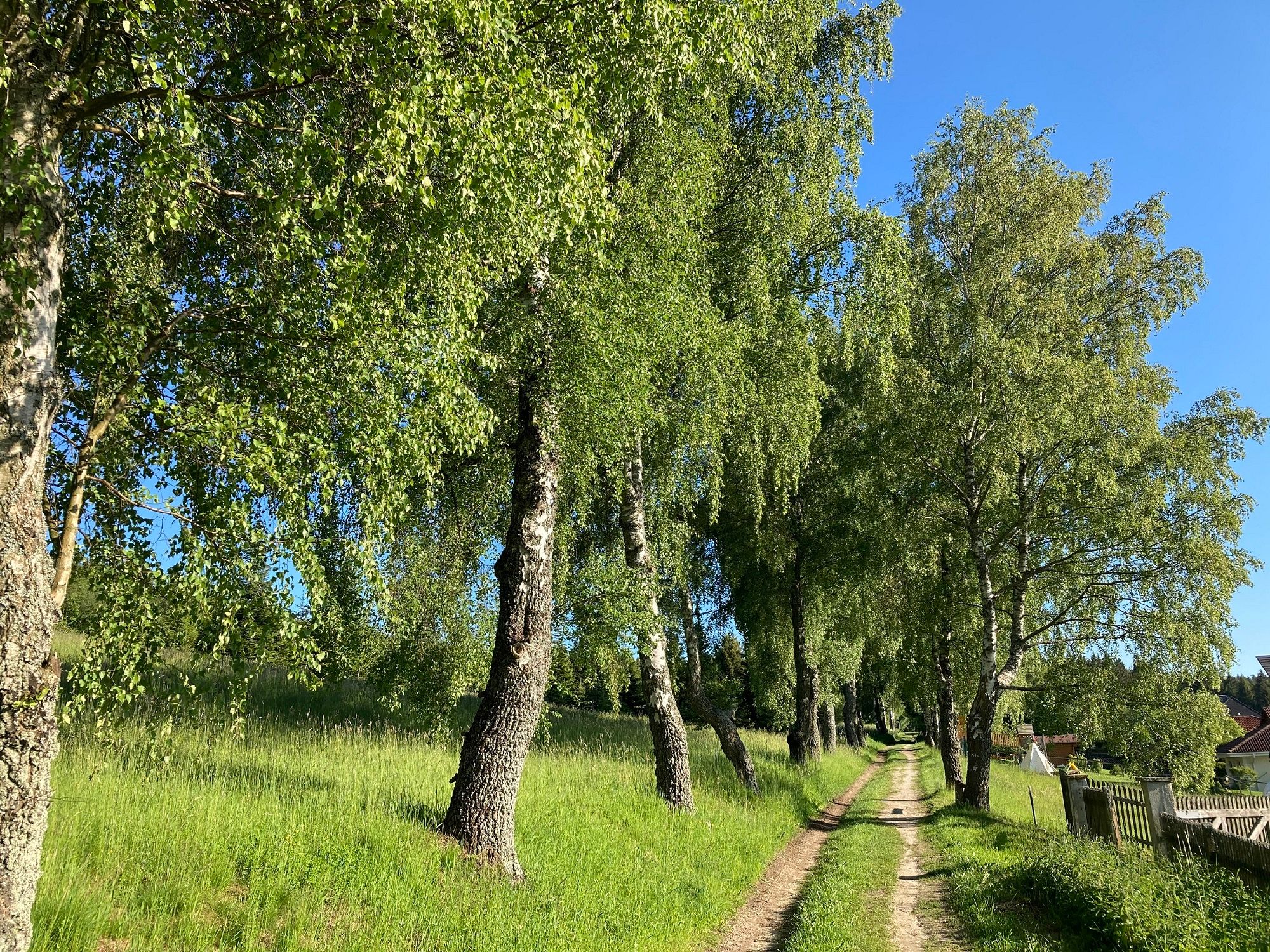 Egy keskeny ösvény vezet egy zöld fűvel körülvett nyírfákból álló sugárúton keresztül. Az ég tiszta és kék.