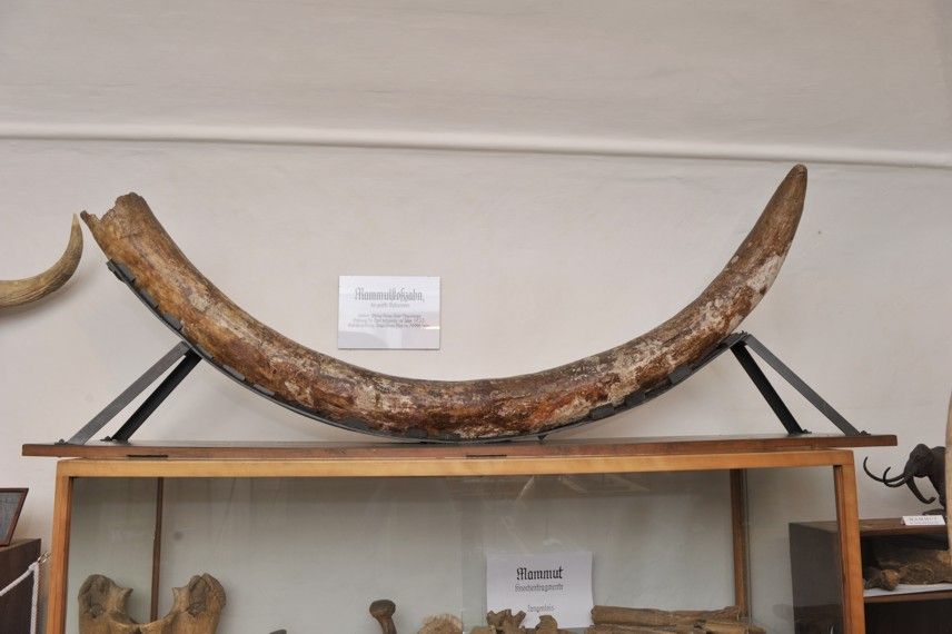 Mamut agyar a Langenloisi Helytörténeti Múzeumban.