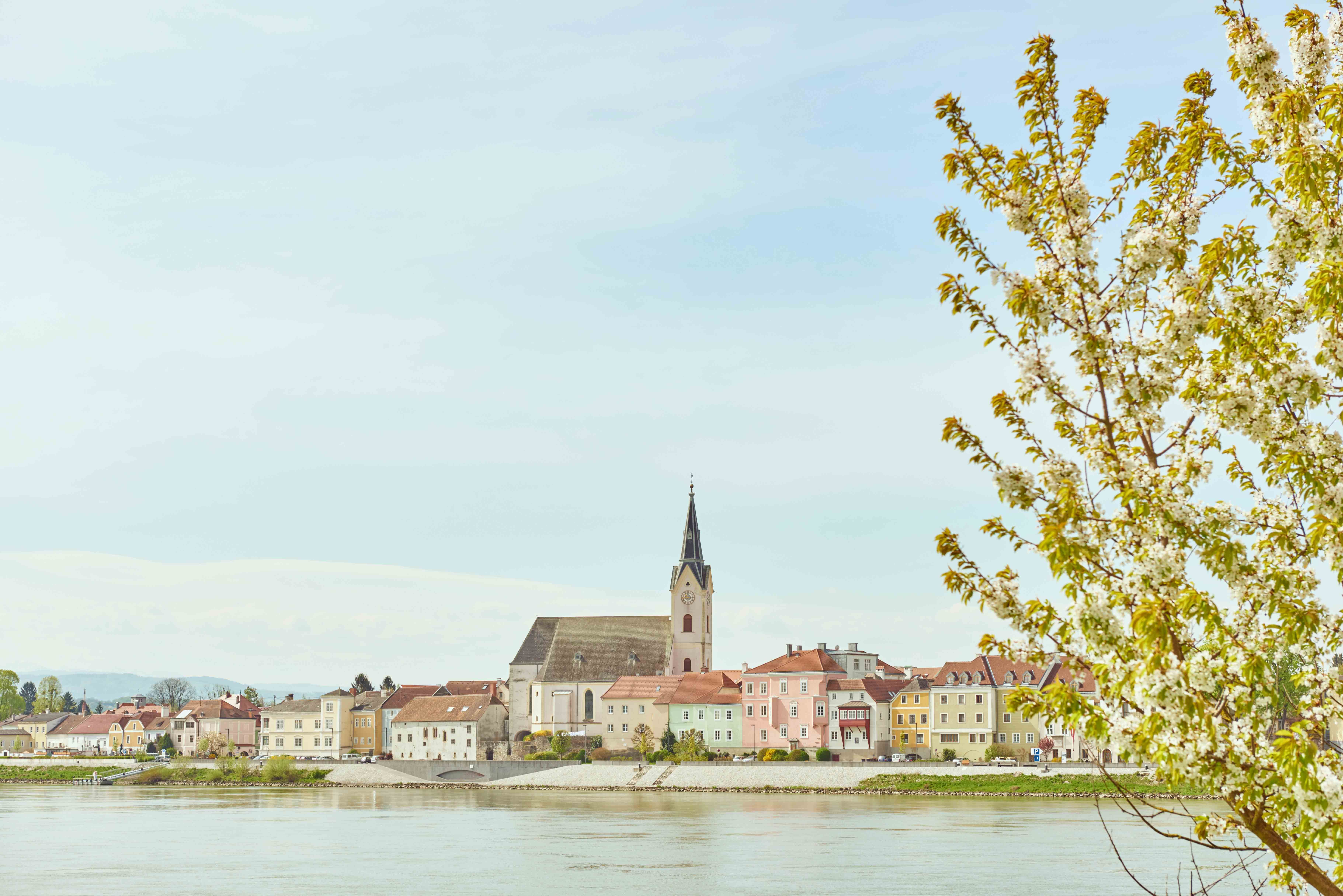 Ybbs an der Donau település látképe, előtérben egy virágzó fával.