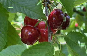 Cherry orchard Bruck/Leitha, &copy; Nicole Windolz