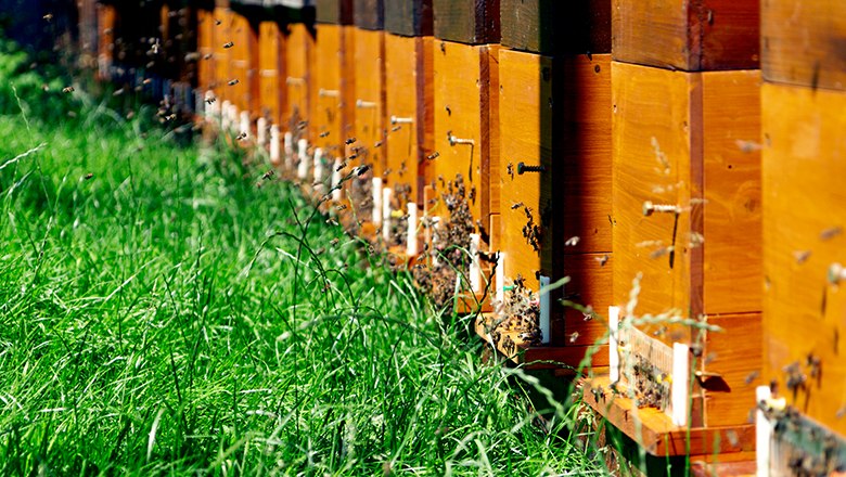 Beehives, &copy; Sooo gut schmeckt die Bucklige Welt/ Viktoria Kornfeld
