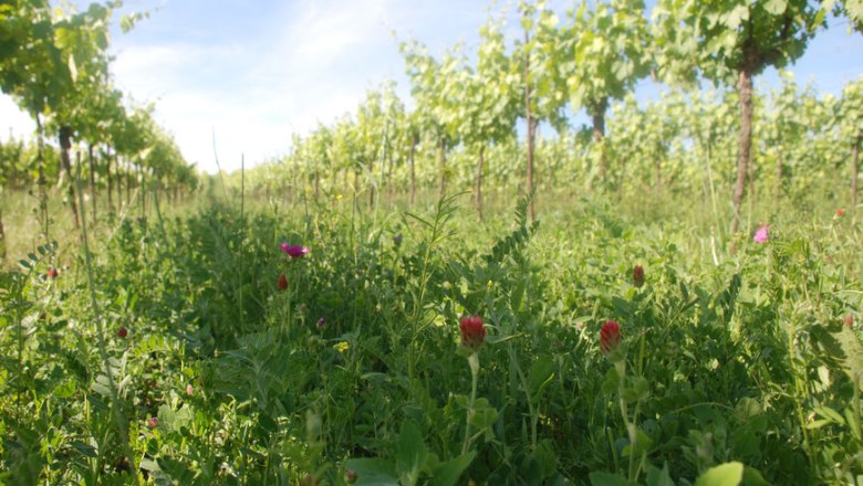 In the vineyard, &copy; Bioweingut Oppenauer