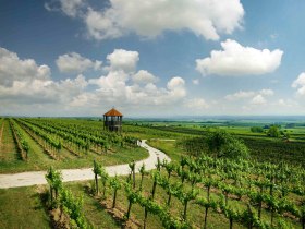 T&uacute;ra&uacute;tvonal a szőlő&uuml;ltetv&eacute;nyek k&ouml;z&ouml;tt, a h&aacute;tt&eacute;rben a kil&aacute;t&oacute;pont