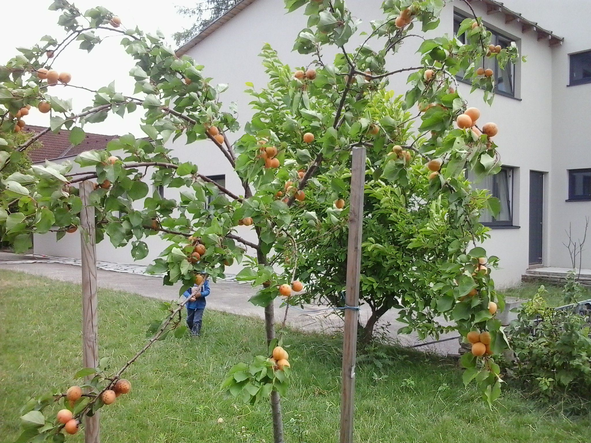 Kert sárgabarackfákkal egy modern ház előtt.