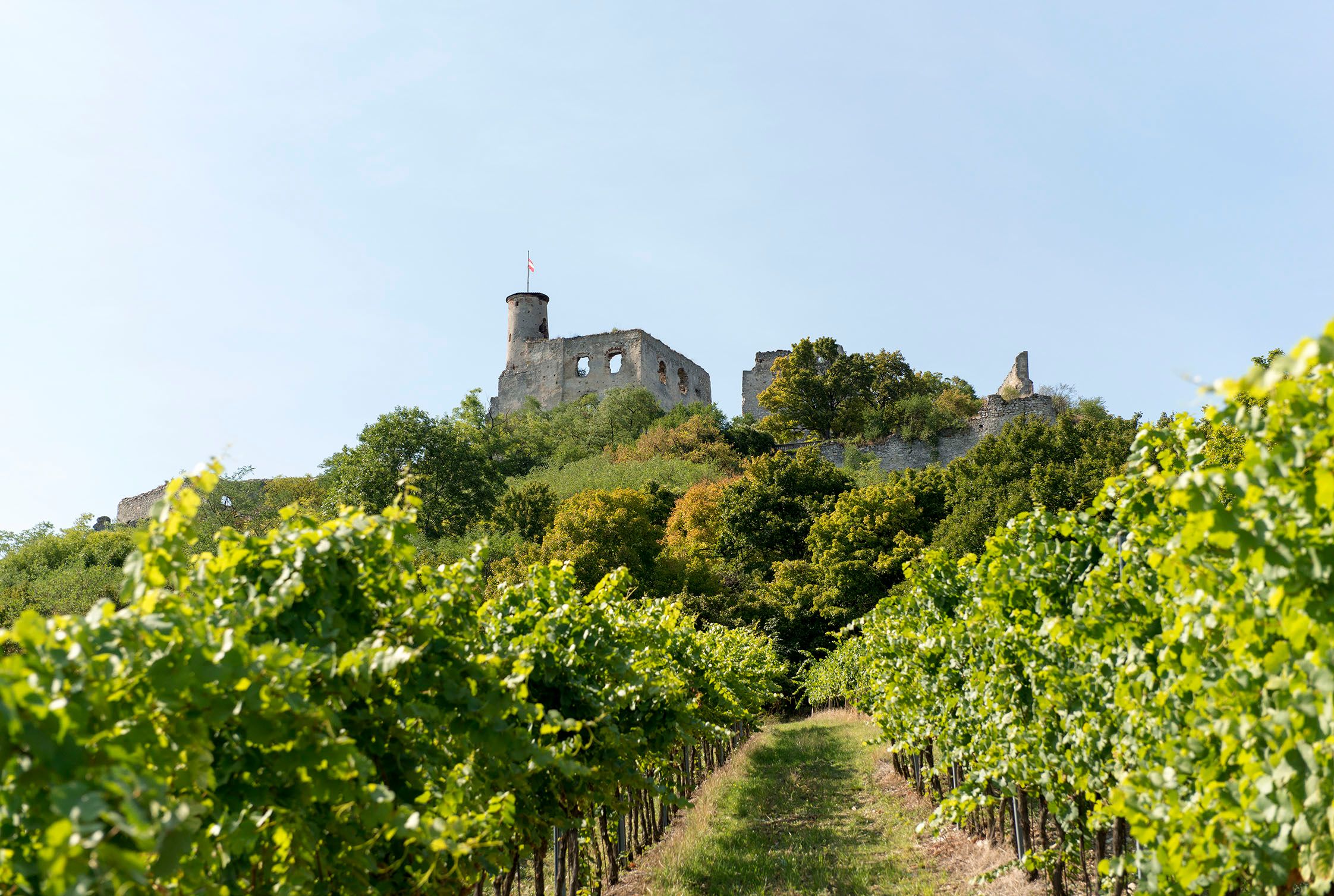 Falkenstein várának romjai egy dombon, előtérben szőlővel.