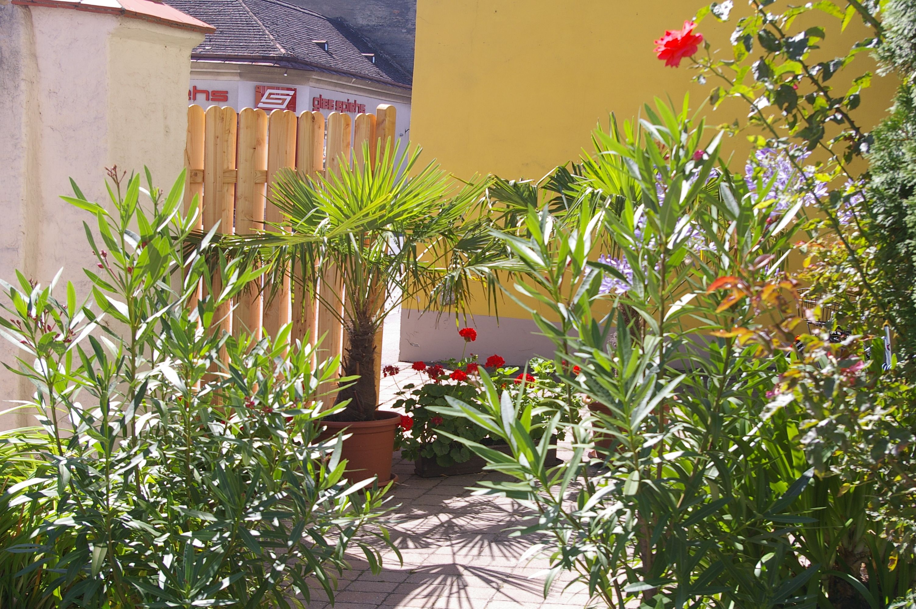 Egy kis kert pálmafákkal, oleanderekkel és színes virágokkal egy sárga épület előtt.