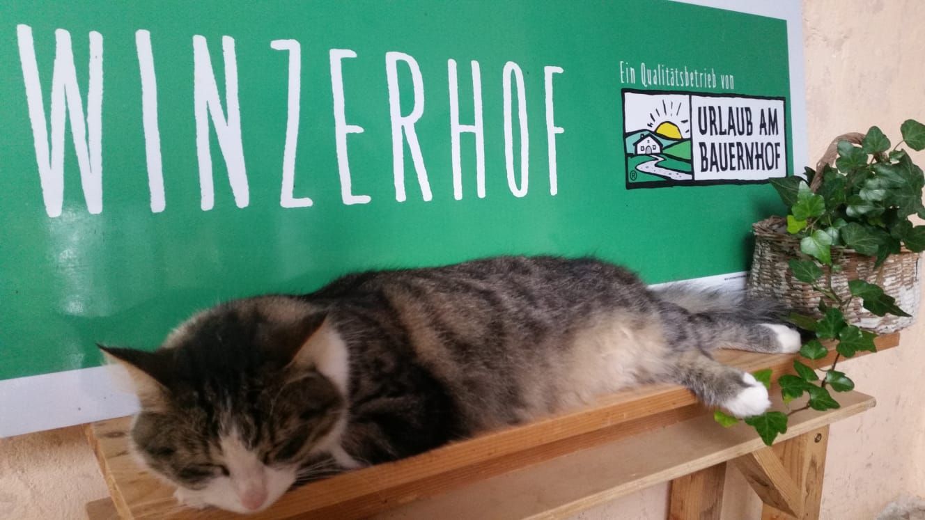 Egy macska fekszik egy polcon a "Winzerhof" és a "Urlaub am Bauernhof" feliratú tábla előtt.