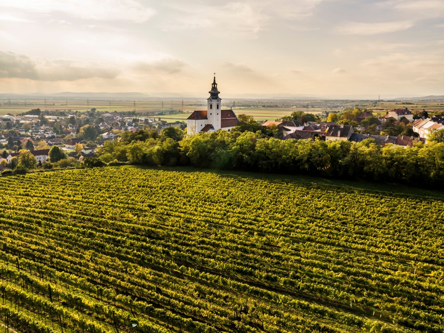 Kirchberg am Wagram tájképe, előtérben a templom és a szőlőskertek.